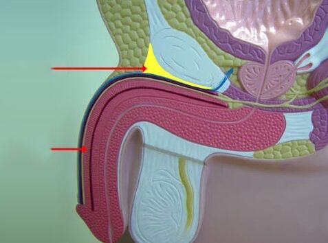 Ligamentos del pene